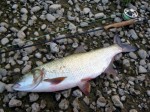 Bucov 2.5kg mix web.jpg